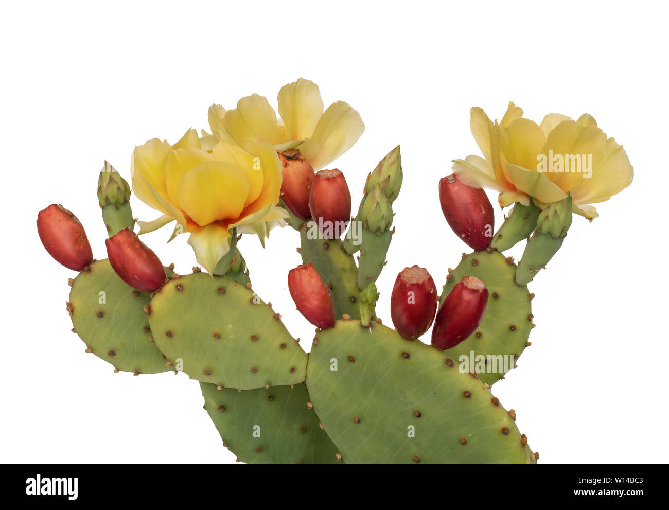 Les fleurs et les jeunes fruits de cactus, Indian fig. Isolé sur blanc. L'Opuntia ficus indica. Banque D'Images