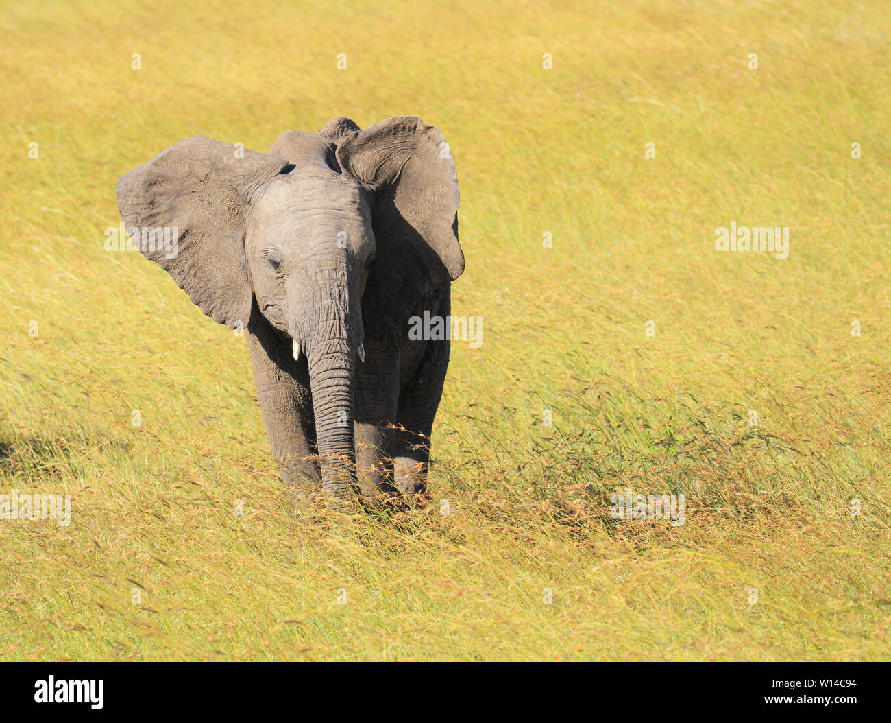 Bébé éléphant Loxodonta africana de veau avec les oreilles qui sort vert Pâturage parc Masai Mara National Reserve Kenya Afrique de l'Est font face à Banque D'Images