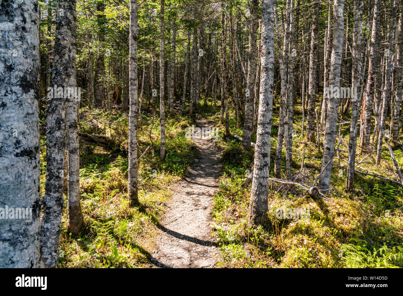 Sentier dans le parc national du Gros-Morne à Terre-Neuve Canada Banque D'Images