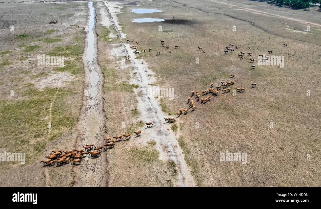 (190630) -- YANCHENG, 30 juin 2019 (Xinhua) -- photo aérienne prise le 28 juin 2019 montre milu cerfs, également connu sous le nom de Pere David, cerfs, déménagement dans la réserve naturelle nationale de Dafeng Milu dans l'est de la Chine, la province de Jiangsu. Milu, une espèce endémique de la Chine, était sur le bord de l'extinction au début du xxe siècle en raison de la chasse excessive et de la perte d'habitat. L'espèce, dans le cadre d'un niveau de protection de l'Etat en Chine, a été nommé d'après Armand David, un missionnaire français et naturaliste qui enregistre pour la première fois l'existence du cerf en Chine en 1865. Depuis que le gouvernement britannique doué 39 milu deer à Dafeng Milu Nati Banque D'Images