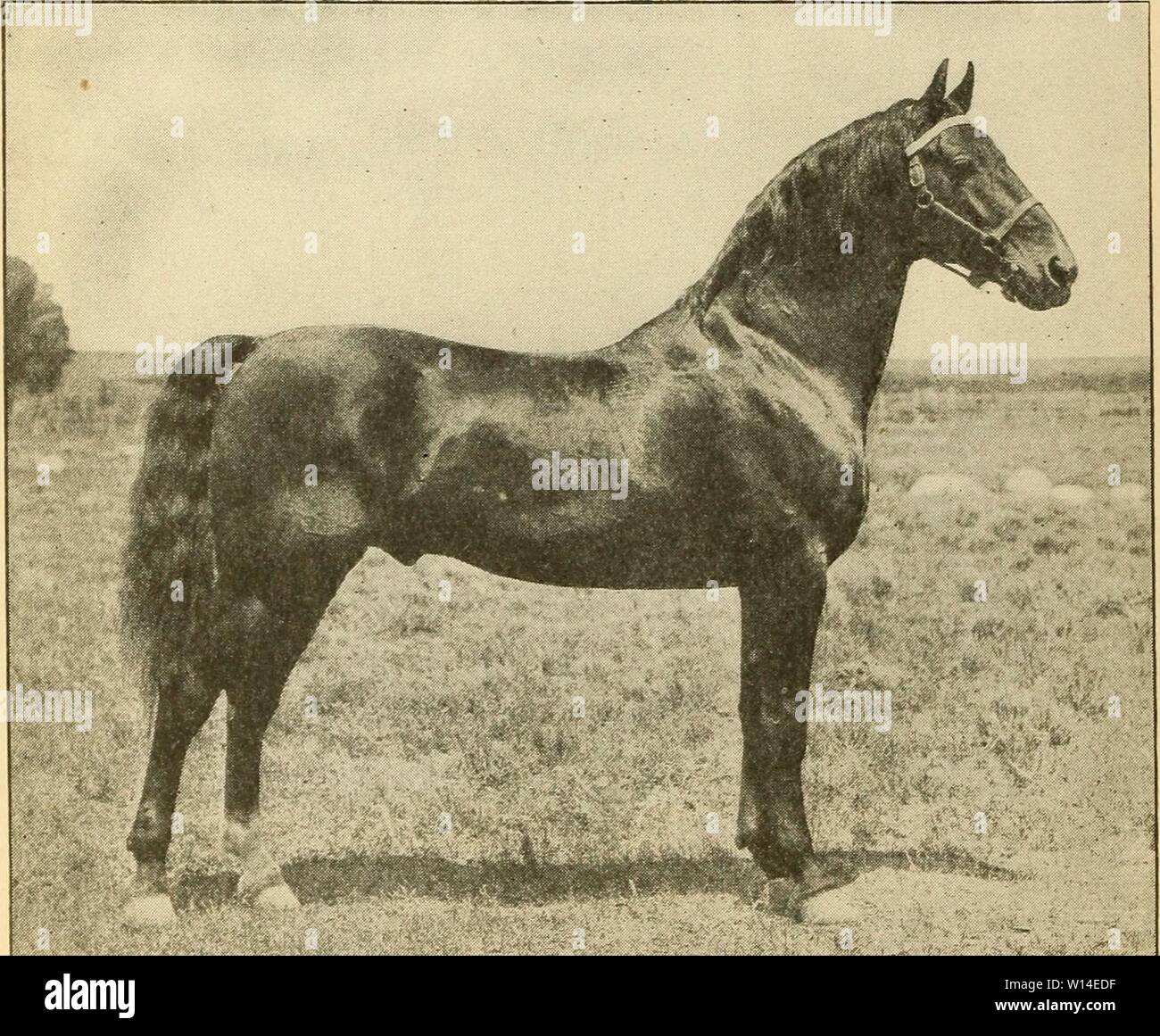 Image d'archive à partir de la page 11 de l'élaboration d'un cheval utilitaire américain. L'élaboration d'un cheval utilitaire américain . developingameric153s Année : 1921 10 Circulaire ministère 153, U.S. Dept. of Agriculture. 48569 WBLMERING A. T. R. Description : Bay ; née 1906 ; hauteur, 15.2 mains, poids, 1 100 livres. Sire : Boreal 21072, par le Bow Bells 13073, par Electioneer, par Hambletonian 10. Dam : Matthews, mai 7411 par Motor d'Onward, 1411, par George Wilkes 519. Cet étalon est maintenant loué, et le locataire sera donnée première option pour la saison 1921. ALBION. Description : Bay ; née 1906 ; star, snip, patte arrière gauche pa Banque D'Images