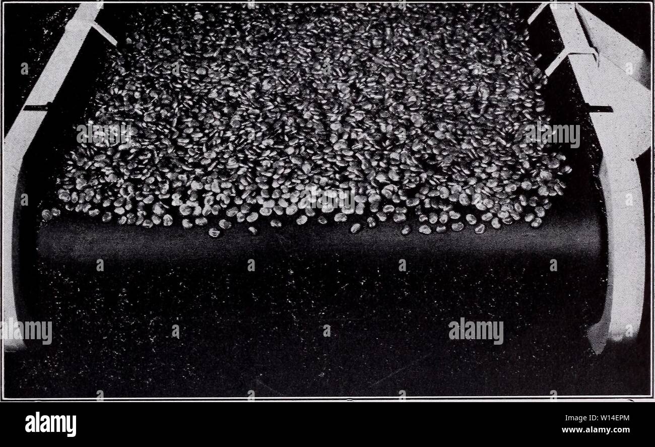 Image d'archive à partir de la page 12 du catalogue descriptif de légumes pour. Catalogue descriptif de légumes pour la mise en conserve et la congélation rapide . descriptivecatal1946asso Année : 1946 éleveurs et cultivateurs 11 Fèves de Lima : naine ou Longueur de bague de pod pouces Largeur de pod pouces â POMME DE TERRE BÉBÉ Médaille d'argent pour 1940 All-America. Initialement sélectionnés par le professeur W. A. Huelsen, Université de l'Illinois ; a élaboré et présenté par les producteurs de semences, Inc. Les haricots sont petites mais d'épaisseur, de couleur vert vif à l'état frais, et similaire dans la saveur à Fordhook. Graine : 65 par oz. 234 34 Jours 72 2 SI LA POMME DE TERRE BÉBÉ PRÉCOCE Banque D'Images