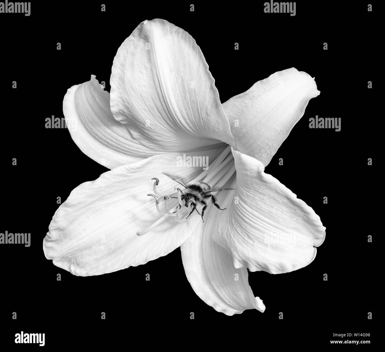 L'hémérocalle isolé blanc monochrome,fleurs,d'abeilles sur fond noir,Peinture,style vintage pause pause symbolique reste Banque D'Images