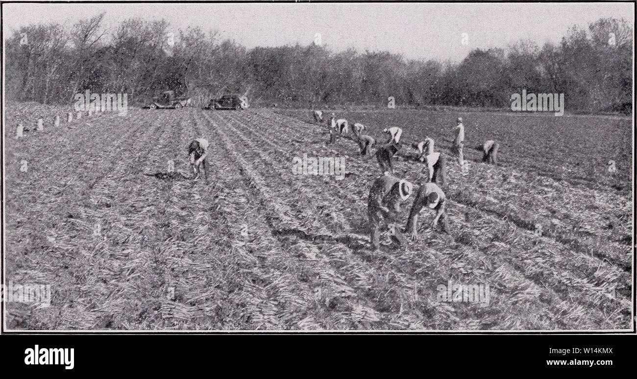 Image d'archive à partir de la page 19 du catalogue descriptif de légumes pour. Catalogue descriptif de légumes pour la mise en conserve et la congélation rapide . descriptivecatal1946asso Année : 1946 18 PRODUCTEURS DE SEMENCES ASSOCIÉS, Inc. La plantation de carottes les stocks sont développées dans nos stations d'élevage de descendances individuels qui ont satisfait aux spécifications les plus exigeantes en termes de performances. Douceur et shapeliness de racines avec profondeur de couleur extérieur et intérieur sont des facteurs essentiels dans l'évaluation des lignées parentales. En donnant le nombre de jours pour le développement de racines, nous avons utilisé la moyenne des relevés pour une période d'années. L Banque D'Images