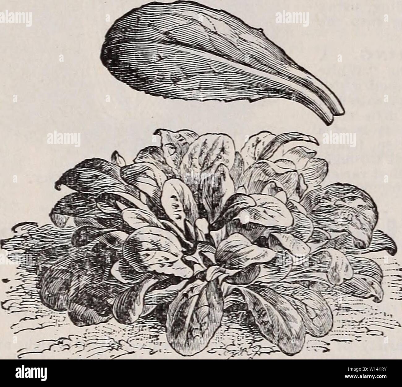 Image d'archive à partir de la page 19 du catalogue descriptif de légumes, de fleurs,. Catalogue descriptif de légumes, de fleurs, et des semences de ferme : bulbes, racines, plantes, outils . descriptivecatal1894weeb Année : 1894 16 WEEBER & DON. TEGETABLE SEEDS. Le cerfeuil. Allemand, Kerbel.-français, CER/ae/j.-espagnol, Perifollo. Le cerfeuil cultivé est gondolé, comme le persil et utilisés pour garnir- tion et l'assaisonnement des soupes et salades. La semence de l'Eooted tubéreuse est semé en août, et traités comme la carotte. Gondolé Ch.ei't'il. Les jeunes feuilles sont utilisées pour flavormg soupes et salades. Par pkt., 5 cts. ; oz.. 20 cts. ; lb., 6 Banque D'Images