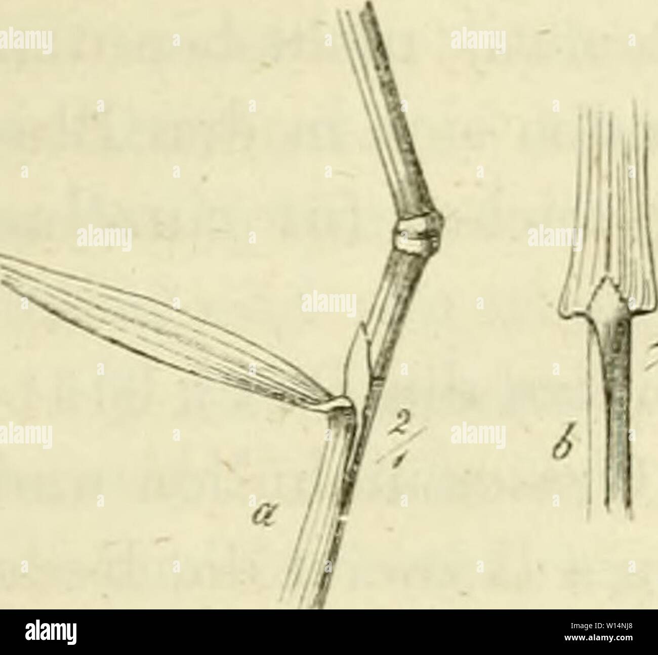 Image d'archive à partir de la page 22 de Deutschlands Gräser und zu. Getreidearten Banque D'Images
