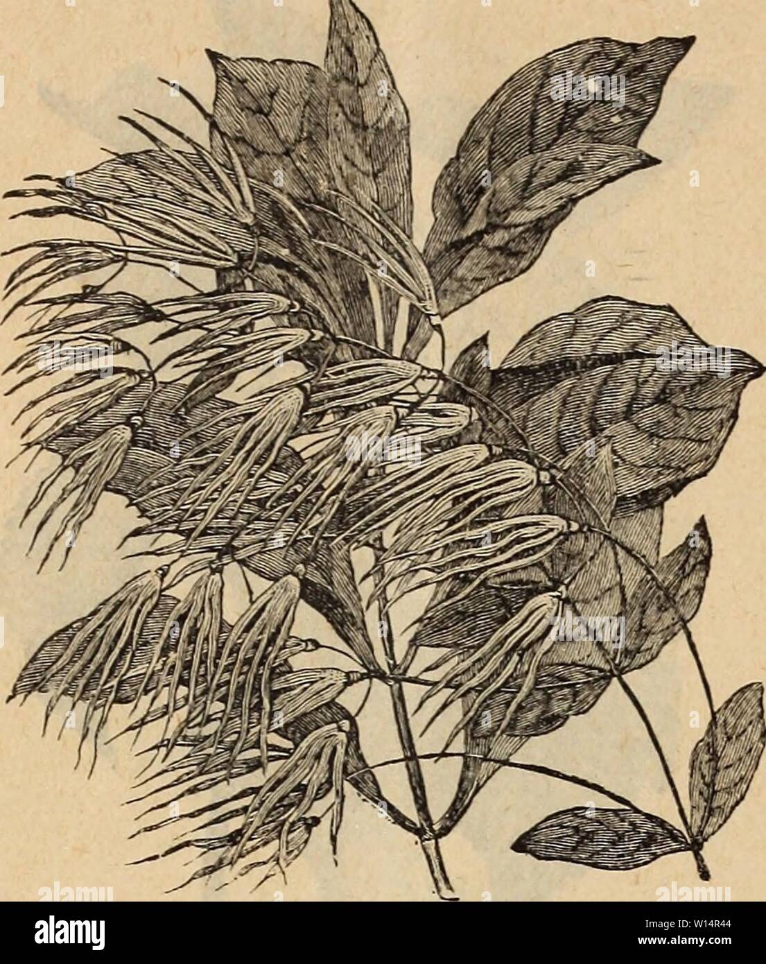 Image d'archive à partir de la page 25 du catalogue illustré et descriptif de. Catalogue illustré et descriptif d'arbres fruitiers, plantes ornementales et les roses . descriptiveillus00atla Année : 1896 22 W. D. BEATIE, ATLANTA, GÉORGIE. Chionanthus virginica. SPIRAEA callosa alba. De très petites habitudes, avec des fleurs blanc pur ; et très distinctes ; jolie barboteuse en continu. Donglasii. A épis de fleurs de couleur rose profond ; continue à fleurir au cours de l'été. Billardii. Couleur Rose fleurs ; presque tous les été. Olia Opulif aurea. de feuilles d'or, fleurs blanches, tête plate. Prunifolia fl. pi. Verj' distinction Banque D'Images