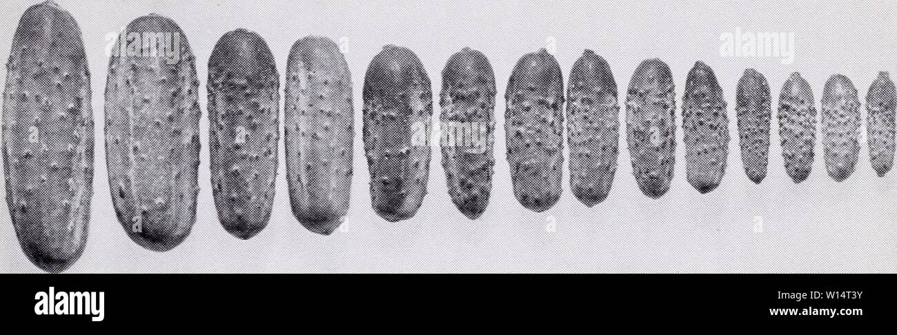 Image d'archive à partir de la page 26 du catalogue descriptif de légumes pour. Catalogue descriptif des légumes destinés à la transformation . descriptivecatal1955asso Année : 1955 éleveurs et cultivateurs de l'Ohio 23 MR 17 : pour la résistance au producteur de mosaïque, w.s &Lt ;£™) Vigne fruits exceptionnellement prolifique ; aux deux extrémités coniques et sont de couleur claire. SNOW, un décapage, bs 58 Début, prolifique et populaire sur la côte du Pacifique. Fruits et feuilles d'un vert profond terminé, uniforme et attrayante. Reste vert (Black Diamond), w.s 60 Fruits symétrique, près de square terminé ; très vert foncé. Un double objectif variété largement cultivés dans le S Banque D'Images