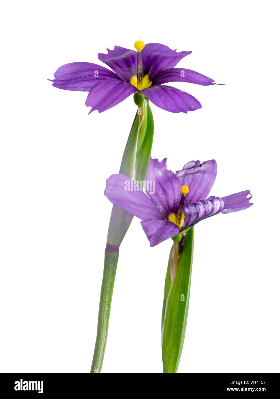 Fleurs bleu-violet de la floraison d'été blue eyed grass, Sisyrinchium E K Boules, sur un fond blanc Banque D'Images