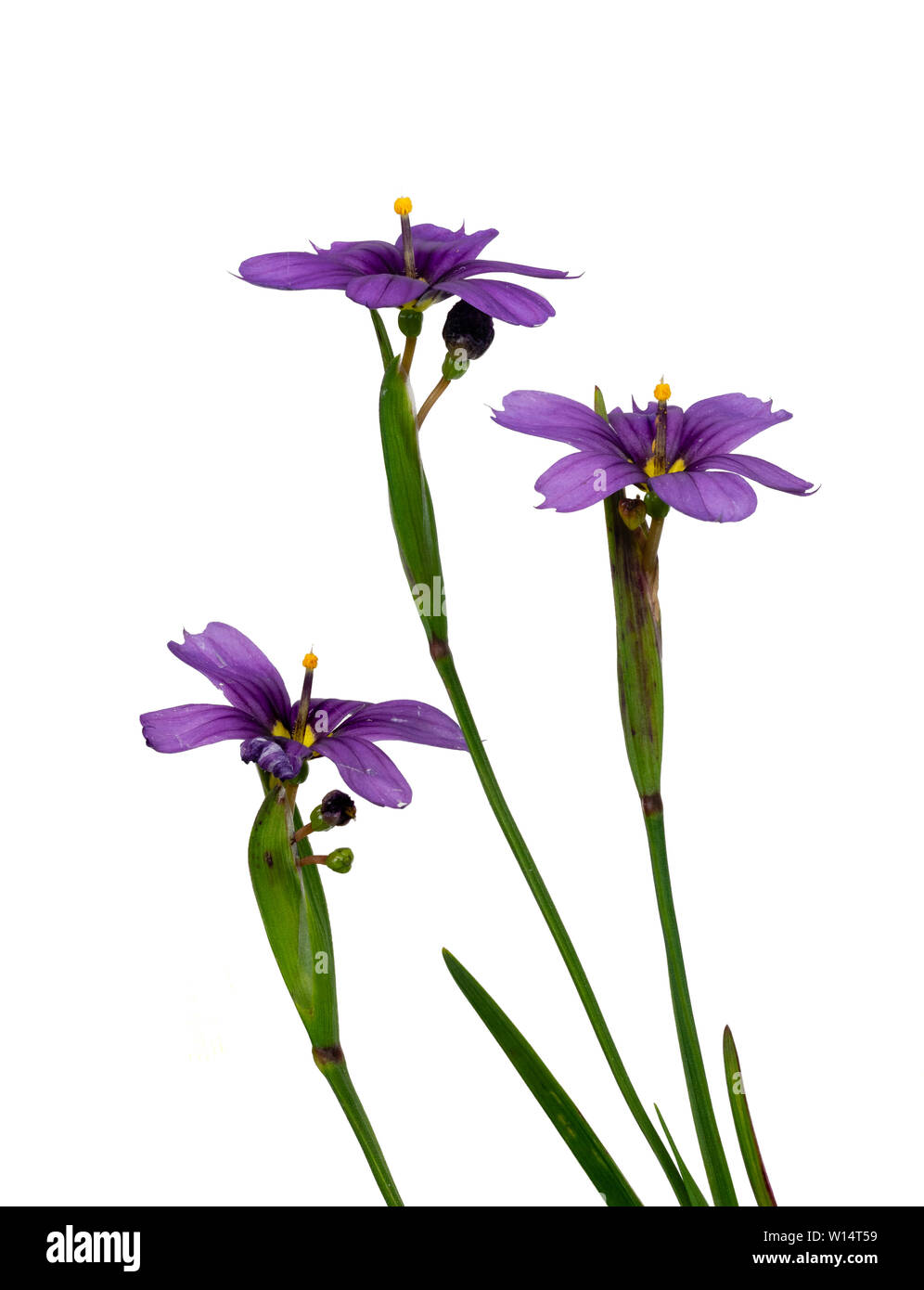 Fleurs bleu-violet de la floraison d'été blue eyed grass, Sisyrinchium E K Boules, sur un fond blanc Banque D'Images