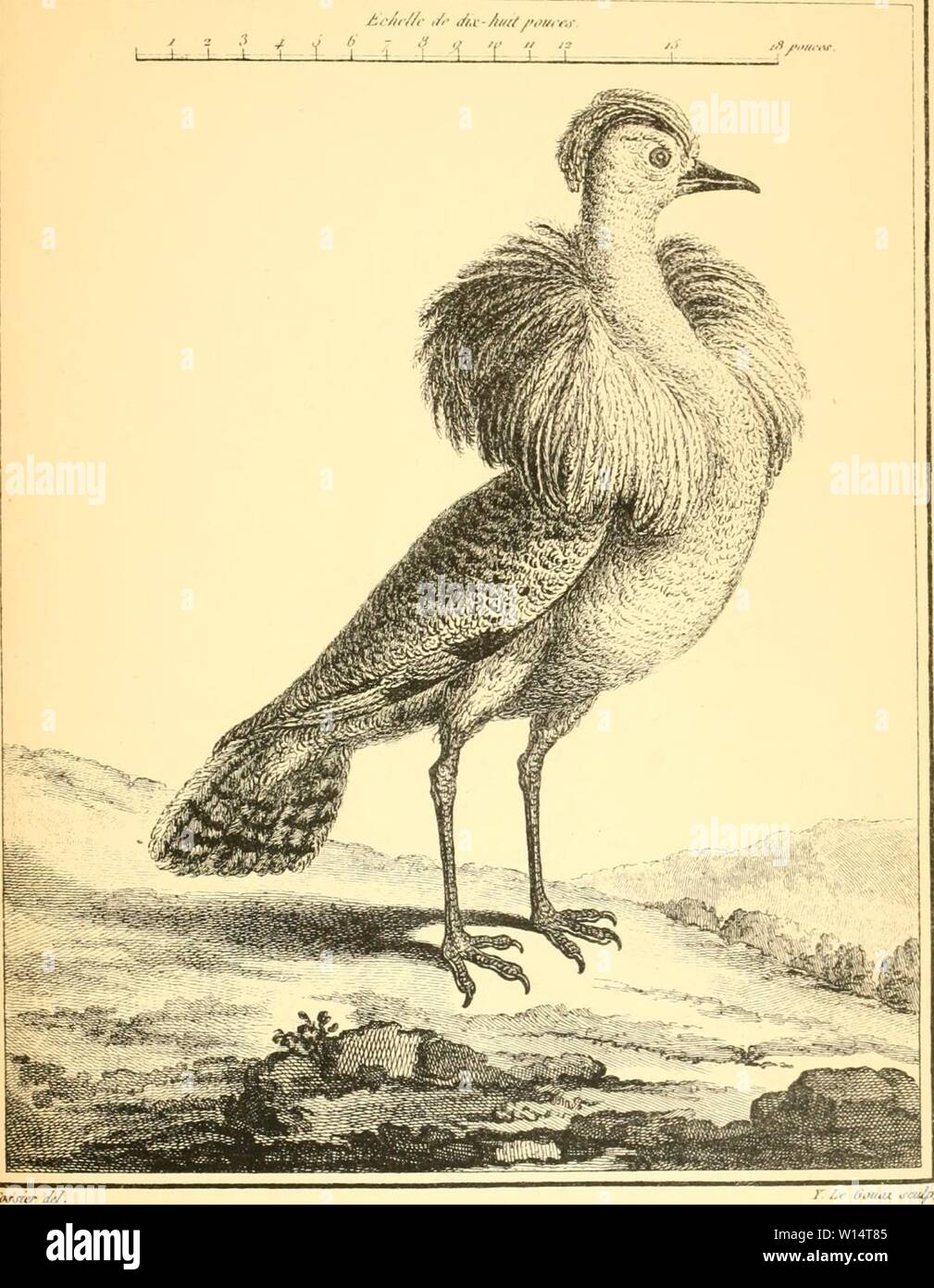 Image d'archive à partir de la page 26 du mémoire de Desfontaines sur quelques nouvelles. La MÃmoire Desfontaines sur quelques nouvelles espÃ¨C矌es d'oiseaux des cÃ'tes de Barbarie . desfontainessm00desf Année : 1880 Pli. l/.v & .K-/1- A- ,&gt;r..-.Ã¹ , fn--sapin /'. ;./,â .&gt ;.. /'/. .1 l'oI'HOHAUA TAUDE. Ã//[-//(&gt ;/&gt;Ô/'(f . Banque D'Images