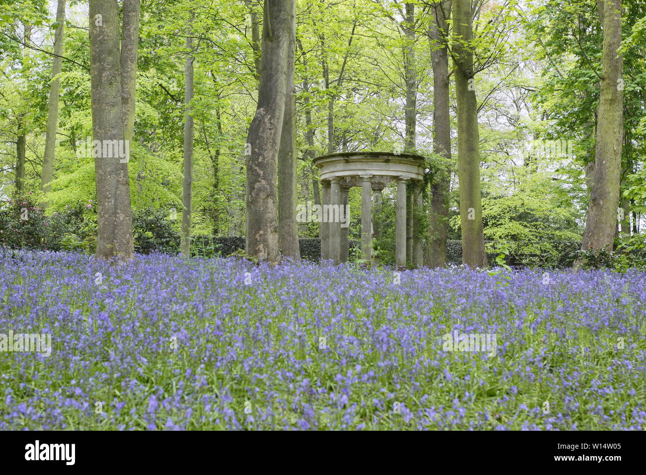 Hyacinthoides. Bluebells entourent un temple classique dans un bois à Renishaw Hall and Gardens, Derbyshire, Angleterre, Royaume-Uni. Banque D'Images