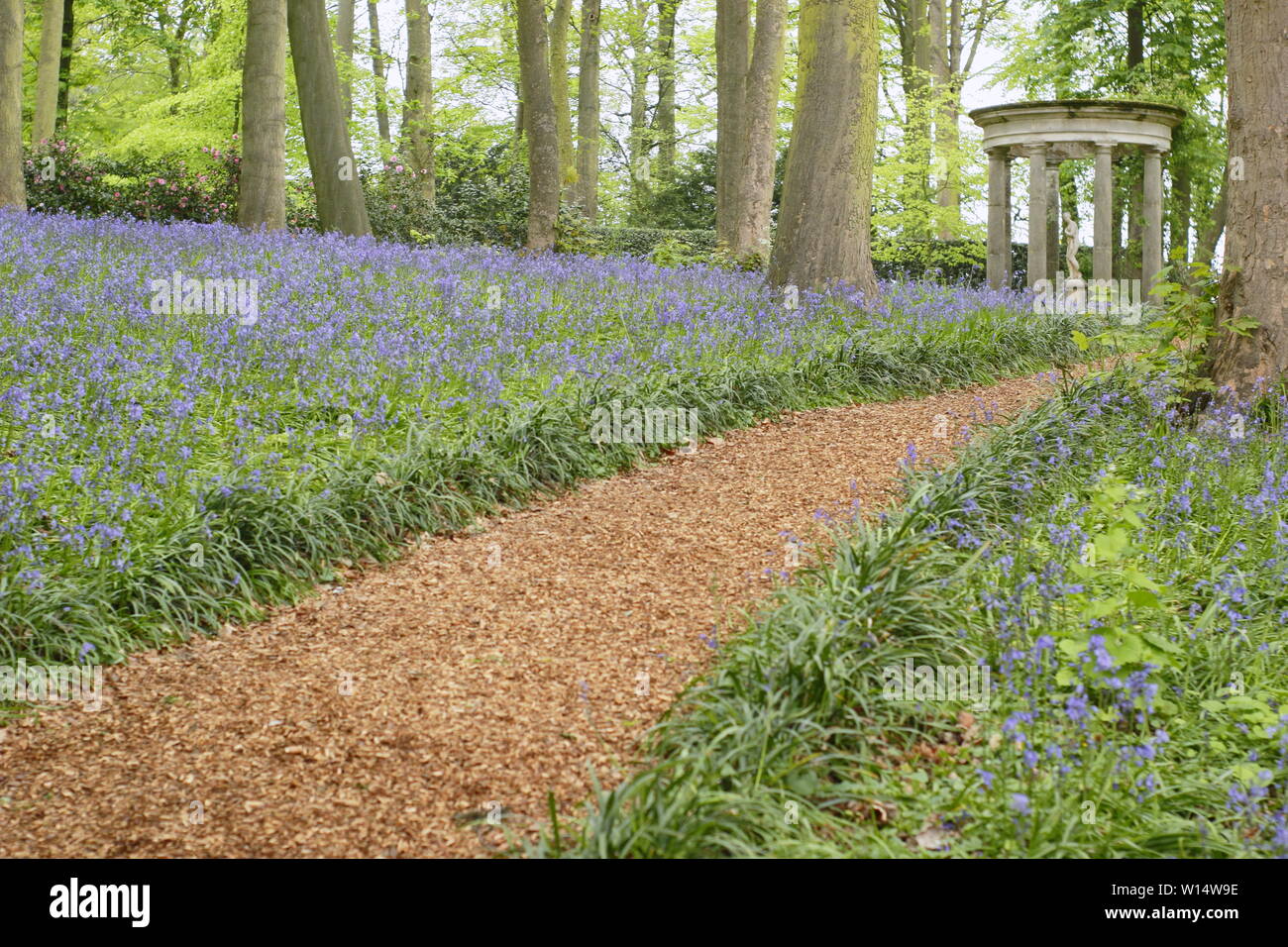 Hyacinthoides. Bluebells entourent un temple classique dans un bois à Renishaw Hall and Gardens, Derbyshire, Angleterre, Royaume-Uni. Banque D'Images