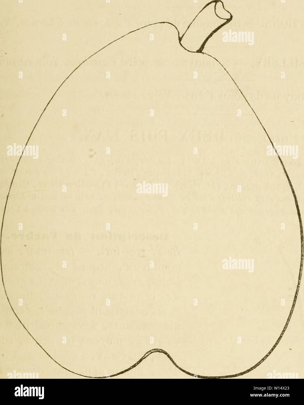 Image d'Archive de la page 28 du Dictionnaire de mairie (Kiel), contenant l'histoire,. Dictionnaire de mairie (Kiel), contenant l'histoire, la description, la figure des fruits anciens et des fruits modernes les plus gÂnÂralement dictionnairedepo cultivÂs et connus .02lero Année : 1867 DÃS 19 de l'Ãcorce. Â Feuilles : jamais abondantes, arrondies, acuminÃes dentelÃes, duveteuses, finement, portÃes pÃtiole sur un long, TRÀ¨s-fort et pourvu de stipules bien dÃveloppÃes. FertilitÃ. Â Ordi- DÃsirÃ CornÃlis Poire. Tioivr. La culture. Â De vi- gueur modÃrÃe, nous lui donnons le cognas- sier ou le franc ; fils dÃvelo Banque D'Images