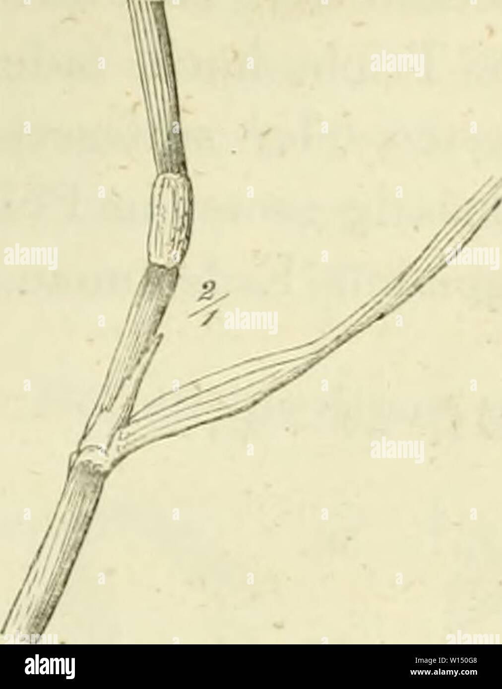 Image d'archive à partir de la page 102 de Deutschlands Gräser und zu. Getreidearten Banque D'Images