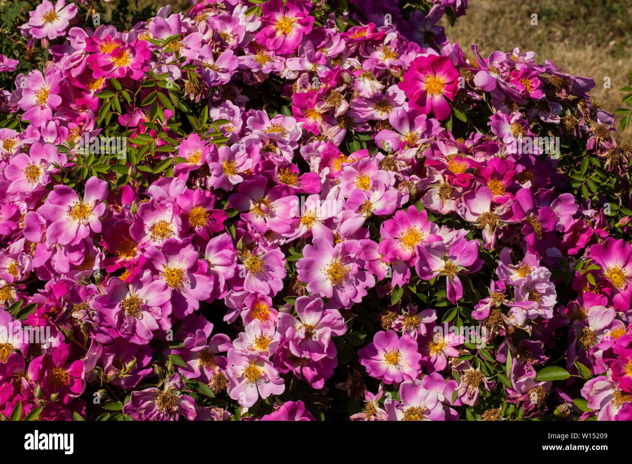 Belle Rosa hybrid 'Early Red' Rosaceae Banque D'Images