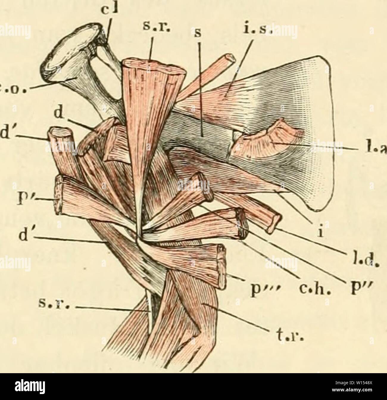 Image d'archive à partir de la page 111 de la soirée des frosches Ein. Die pot des frosches. Ein Handbuch für physiologen¤Ã, rzte studirende und . dieanatomiedesfr0103ecke Année : 1864-1882 92 des Schulterblatts Muskeln. IL m- scapulari intev." m. subsca- pularia. Muskeln suis Schulterblatt, welche von diesem entspringen und sich wieder un diesem oder am inseriren l'humérus. Auf der unteren Fläche. 49 m. inter scapul aris (Fig. 70 Est). Duges, interscapulaire, n. 64. Die eine breite sehnige Muskels dreieckigen dieses Insertion Fig. 70. Des Schultergürtels Co Muskeln und des armoiries der rechten Seite, o Banque D'Images