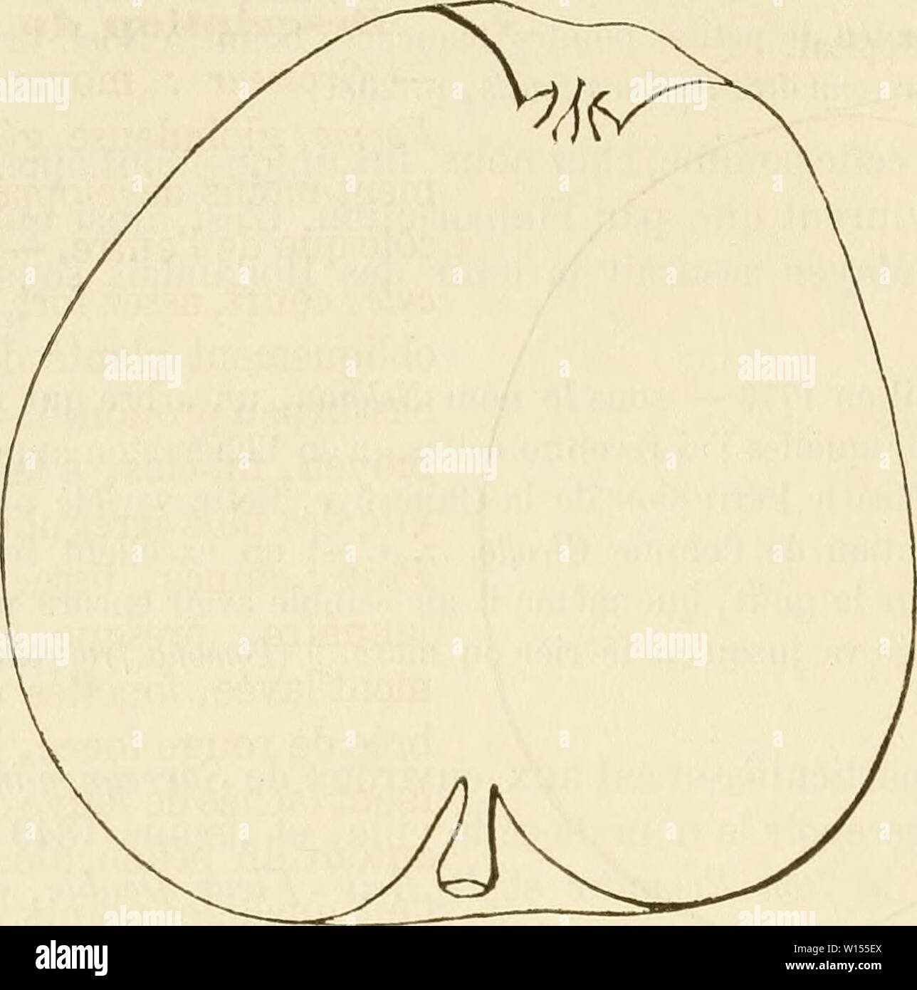 Image d'archive à partir de la page 115 du Dictionnaire de mairie (Kiel), contenant l'histoire,. Dictionnaire de mairie (Kiel), contenant l'histoire, la description, la figure des fruits anciens et des fruits modernes les plus gÂnÂralement dictionnairedepo cultivÂs et connus .04lero Année : 1867 552 [PET] HÃP petit fle â arrondies, clair-semÃes. Â Coussinets : peu saillants. - Yeux petits, arrondis, duveteux, fortement sur l'plaquÃs Ãcorce. Â Feuilles : moyennes, ovales, longue- ment ou canaliculÃes acuminÃes, avions, Ã bords faiblement ou dentÃs crÃnelÃs. - PÃtiole : gros et court, tomen- Pomme. Petit-Fleiner t Banque D'Images