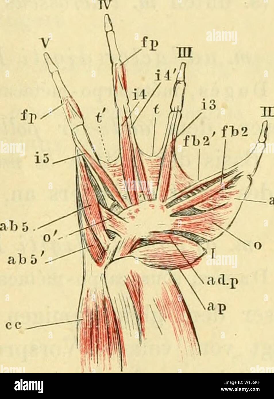 Image d'archive à partir de la page 118 de la soirée des Frosches ; ein. Die pot des Frosches Physiologen ; Ein Handbuch fÃ¼r, Ãrzte dieanatomiedesfr Studire . und0102ecke Année : 1887- Fig. 79. .-JT /--ada Muskeln von der main esoulenta rana. Volarfläche, vergrössert. Une aponévrose palmaris. fd communis court fléchisseur. ph m. palmaris brevis. æ mm. anconaei. ee m. extensor digitorum communis. Je Erster Doigt (Daumenrudiment). II Zweiter Doigt (Die Stelle des Dau- mens versehend). III- V où bis fünfter doigt. ap m. ravisseur abducteur du pouce. adp hn. muscle abducteur du pouce. / !/2 m. flexor digiti II bre Banque D'Images