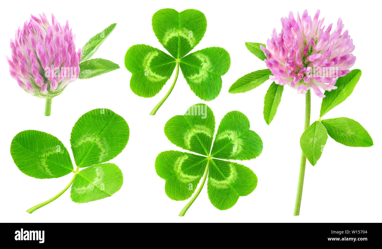 Les trèfles isolés. Collecte des feuilles et des fleurs de trèfle isolé sur fond blanc avec clipping path Banque D'Images