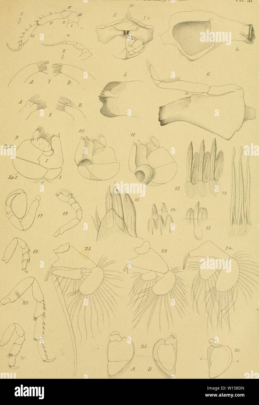 Image d'archive à partir de la page 124 de Die von Sud-Georgien krebse nach. Die von Sud-Georgien krebse nach der ausbeute der Deutschen Gare 1882-1883 . diekrebsevonsudg00pfef Année : 1887 Pfeffer. Krebse von Süd-GGorqien I. Zum-jerir/tu/rr/u ?J} :'r/r/iist/>r/sc/ieJh.mrm .- ://J/amMn/ für /SS'&Lt ; Wim. E htJi Juhrbucli Durui der Han ;'burq. wisspnsch. Aaslalten iV 1887. Banque D'Images
