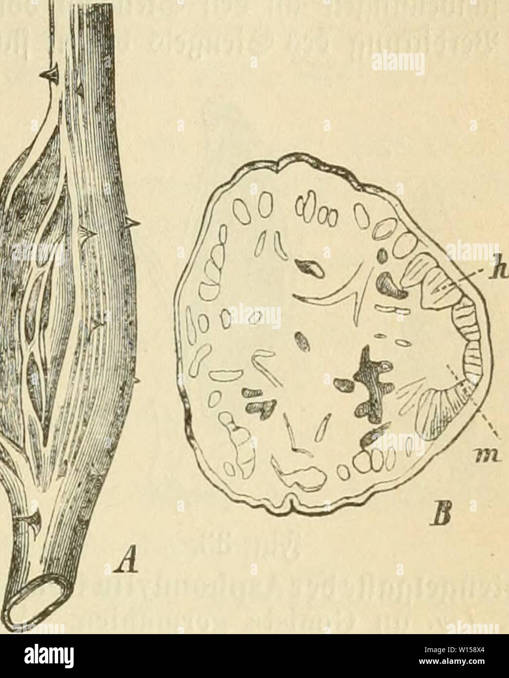 Image d'archive à partir de la page 126 de Die frauenspezifische der Pflanzen, ein. Banque D'Images