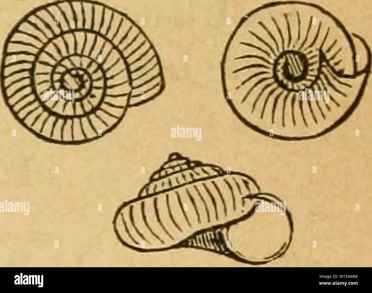 Image d'archive à partir de la page 132 de la Deutsche excursions-mollusken-faune (1884). Deutsche excursions-mollusken-faune . deutscheexcursio00cle Année : 1884 123 II. Gruppe : Pyramidula Fitziiiger. Gehäuse konisch, mit glatter Oberfläche. / 5. Patula rupestris Draparnaud. Helix rupestris, drap., tabl. 1801. p. 71. - Auto-test intégré (BIST). p. 82. t. 7. fig. 7-9. - C. Pfeiffer, Naturg. III. p. 22. t. 4. fig. 22. 23. - - Hartm., dans Sturm, VI. 8. t. 2. - Kossm., icône. f. 534. Zonites - Gris, dans l'Turton. L'homme. p. 166. t. 5. fig. 45. Helix umbilicata, Montagu, Test. brit. p. 434. t. 13. fig. 2. - Chemnitz, éd. 2. N° 566. t. 89 Banque D'Images