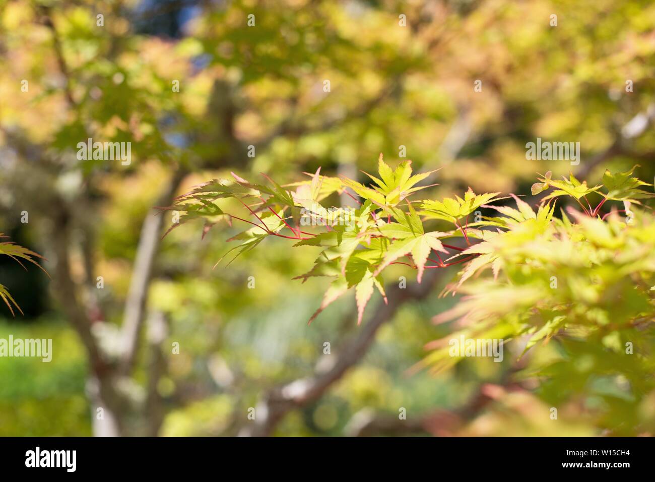 Acer palmatum 'Sango Kaku' érable japonais. Banque D'Images