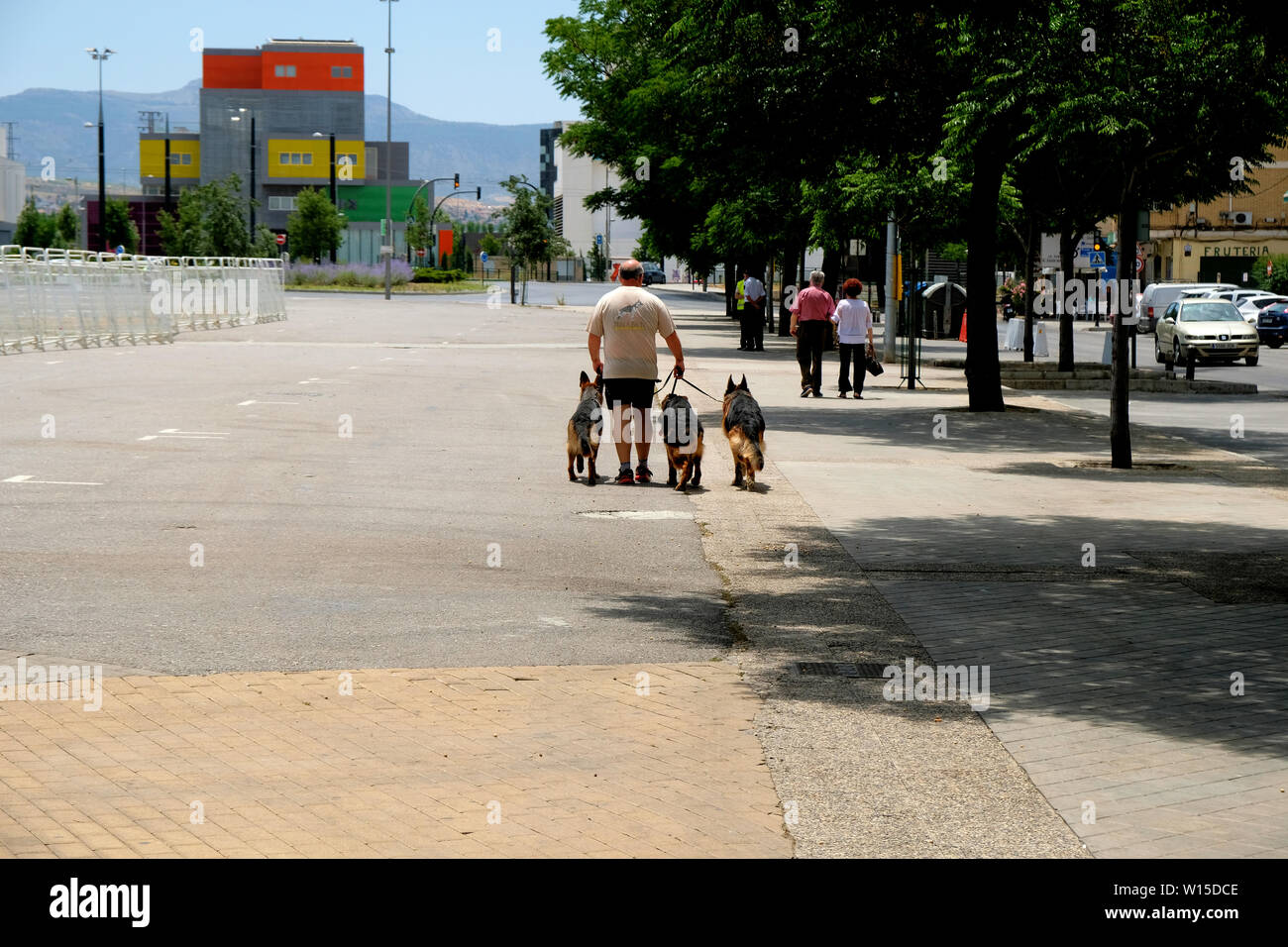Man out walking trois bergers allemands sur une laisse d'une journée ensoleillée à Grenade, Espagne ; une authentique scène de rue. Banque D'Images