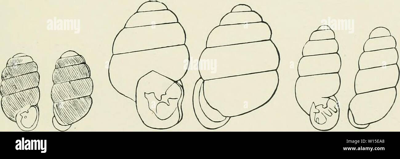 Image d'archive à partir de la page 142 de mourir des Landschneckenkalke Mainzer Beckens. Die Landschneckenkalke des Mainzer Beckens und ihre Faune . dielandschnecken00fisc Année : 1914 Fig. Fig. Fig. 13a 13b 14a 14b 15a 15b Fig. 16a 16b Fig. 17 un 17 b Fig. 18a 18b Verlag von J, F. Bergmann à Wiesbaden. Banque D'Images