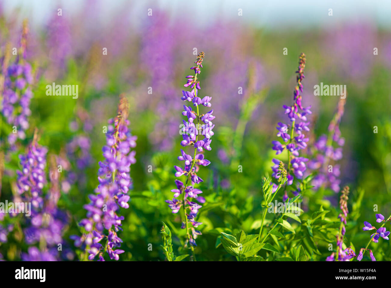 Vicia cracca fleurs, closeup shot, lumière chaude soirée Banque D'Images