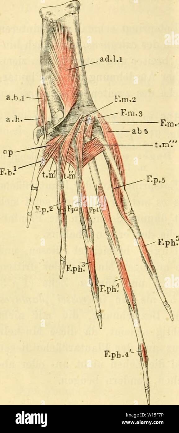 Image d'archive à partir de la page 145 de mourir pot des Frosches ; ein. Die pot des Frosches Physiologen ; Ein Handbuch für, Ãrzte dieanatomiedesfr Studire . und0102ecke Année : 1887- 130 Muskeln und der Zehen. rückwärts setzt sich die des Plantarfläche metatarsi III un os. Der grösste Theil des Muskels liegt Unter dem m. transversus m. fiexor propriiis dis III. fiexor plialangum prupriiis m. AIG. L'ITI. Fig. 92. ra>j'metatarsi (tm), der über Theil vorderste demselben. Diesen letzteren Theil hat als Duges besonderen Muskel (n. nßmetatarso-metatarsien du III) beschrieben ; das gleiche gilt für Banque D'Images