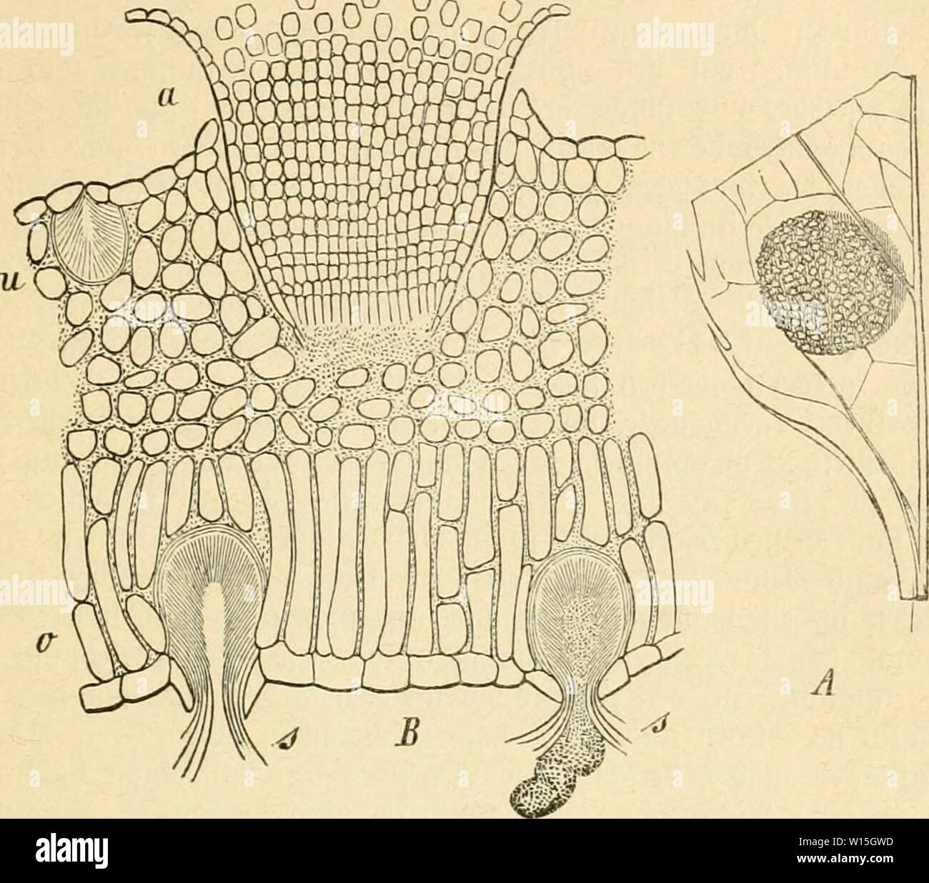 Image d'archive à partir de la page 150 de Die frauenspezifische der Pflanzen, ein. Banque D'Images