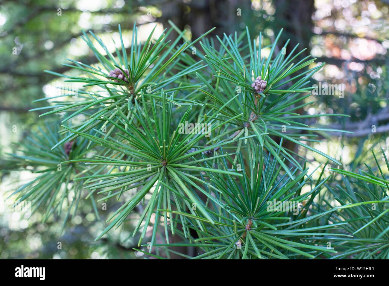 Sciadopitys verticillata 'Wintergreen Wintergreen' / Parapluie japonais pin. Banque D'Images