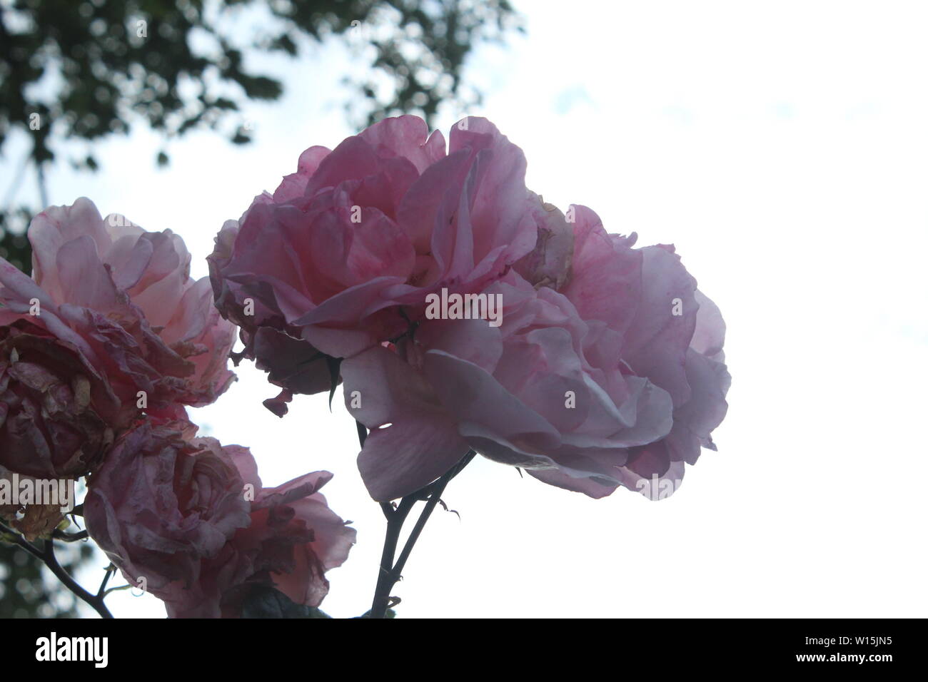 Close up of light rose fleur sur une plante sur une rue, sur un tout petit peu de nuages pendant la journée Banque D'Images