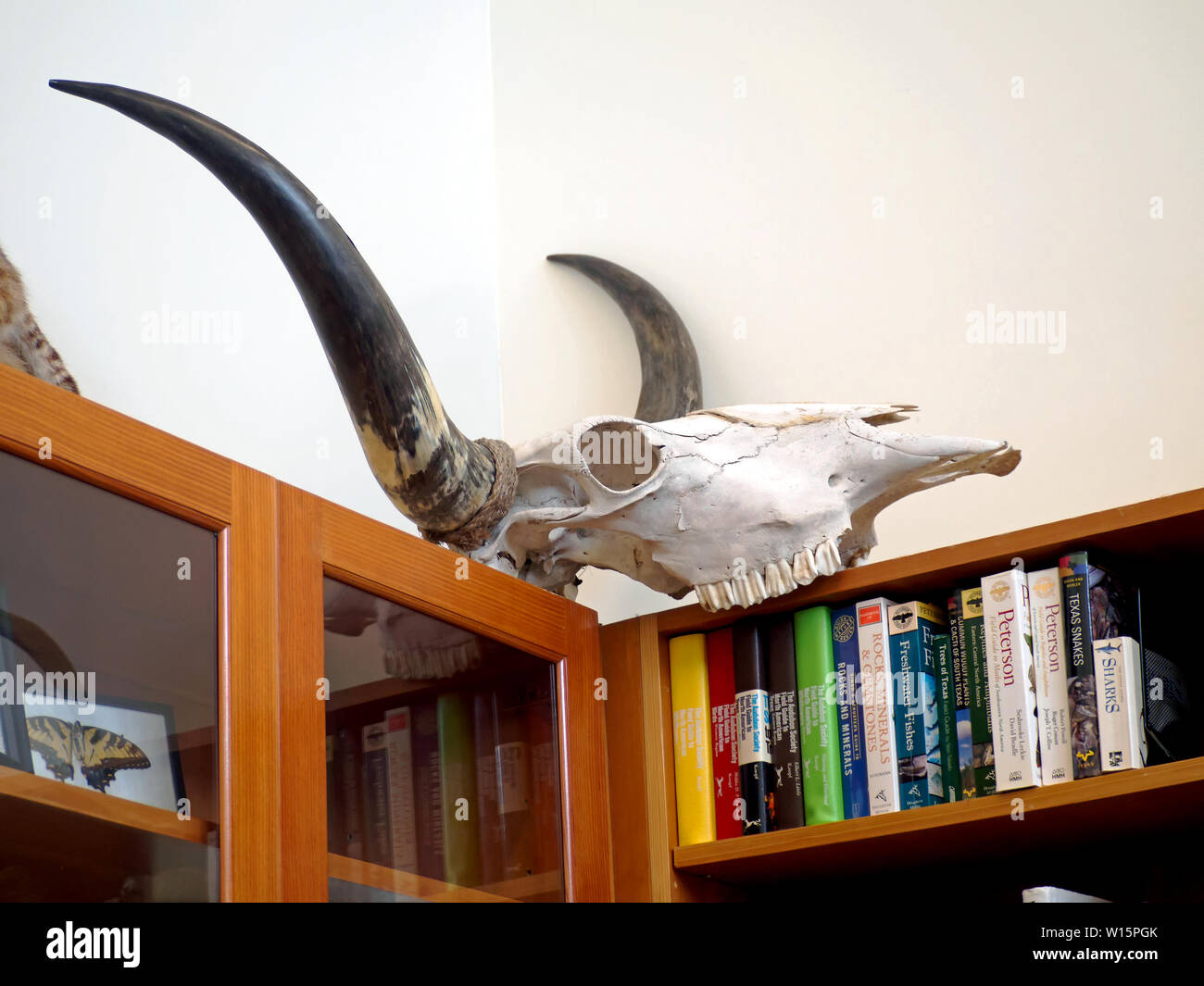 Crâne avec cornes de Texas Longhorn affichée en haut d'une bibliothèque dans le centre d'apprentissage de l'Oso Préserver les zones humides de la baie de Corpus Christi, Texas. Banque D'Images