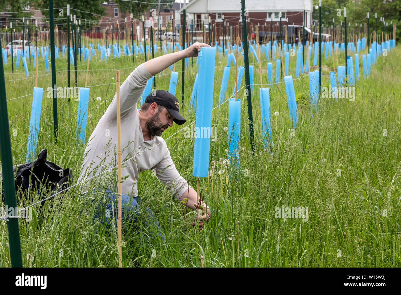 Detroit, Michigan - Blake Kownacki, directeur général de Detroit Vignes, plantes Marquette raisins sur des terrains vacants dans l'ancienne ville Morningsi Banque D'Images