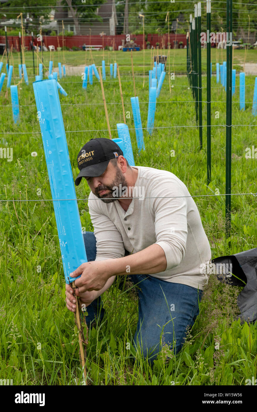 Detroit, Michigan - Blake Kownacki, directeur général de Detroit Vignes, plantes Marquette raisins sur des terrains vacants dans l'ancienne ville Morningsi Banque D'Images