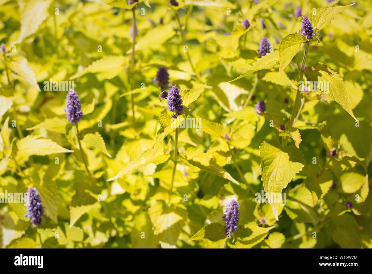 Agastache foeniculum 'Golden Jubilee' - Jubilé d'hysope anis. Banque D'Images