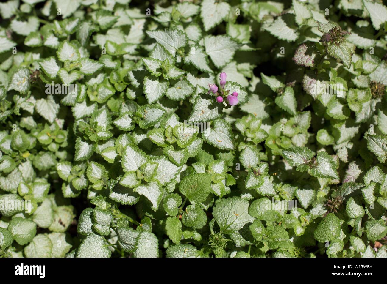 Lamium maculatum 'Purple Dragon'. Banque D'Images