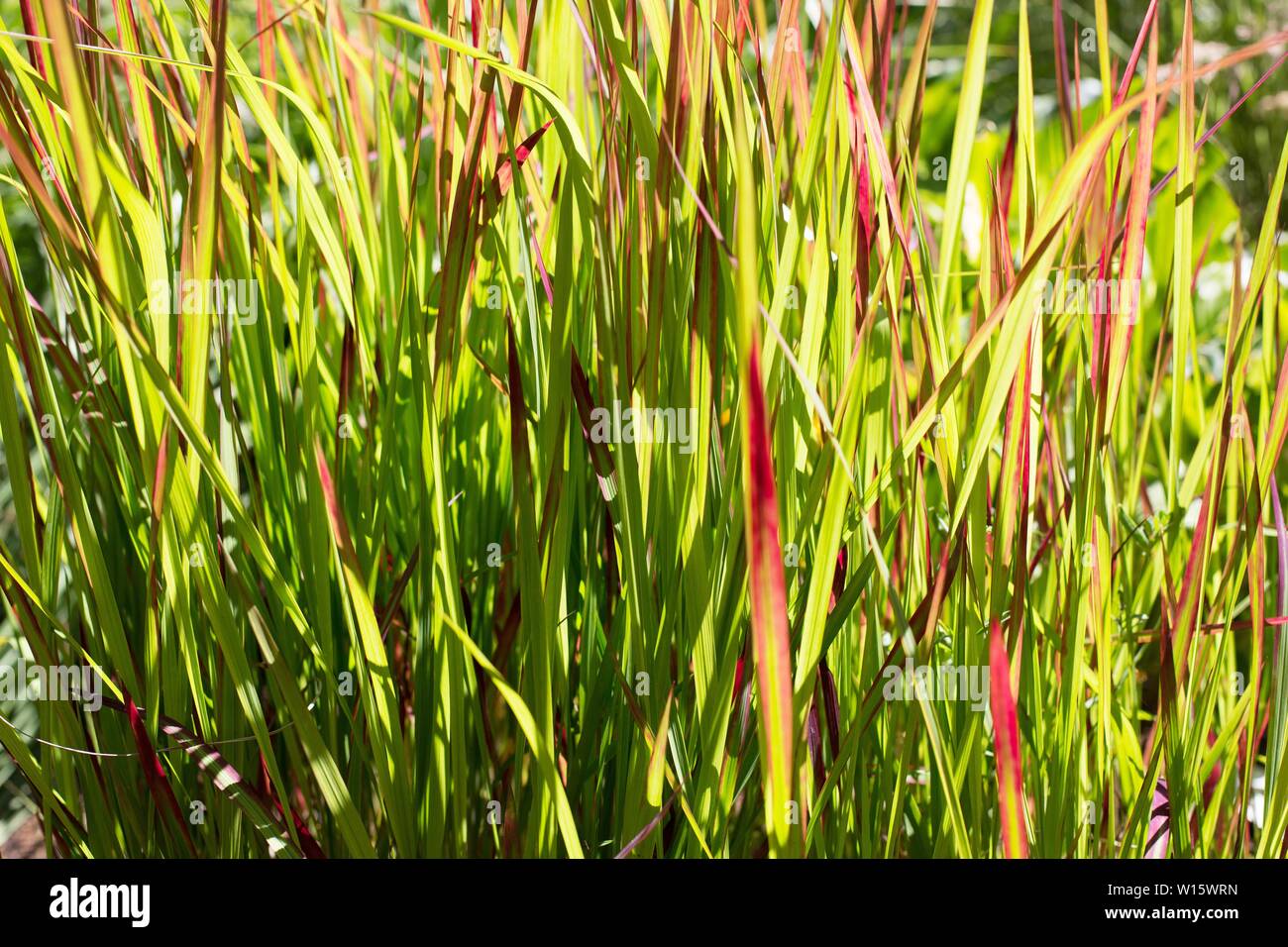 Imperata cylindrica 'Rubra' - herbe de sang japonais. Banque D'Images