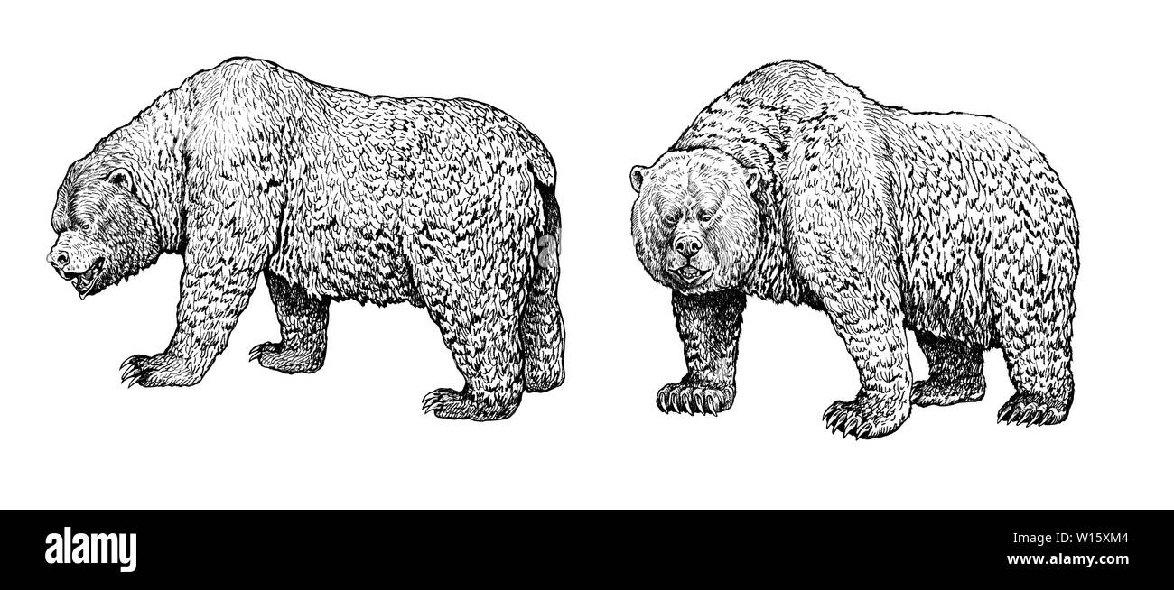 La famille de l'ours grizzli. Dessin à l'encre de l'ours. Illustartion les animaux. Banque D'Images