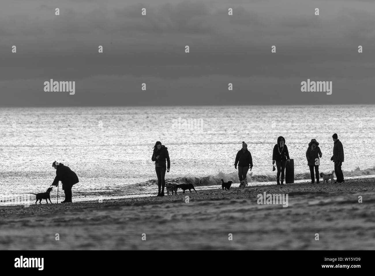 Image en noir et blanc du groupe de personnes walking dogs le long de plage avec mer calme dans l'arrière-plan Banque D'Images