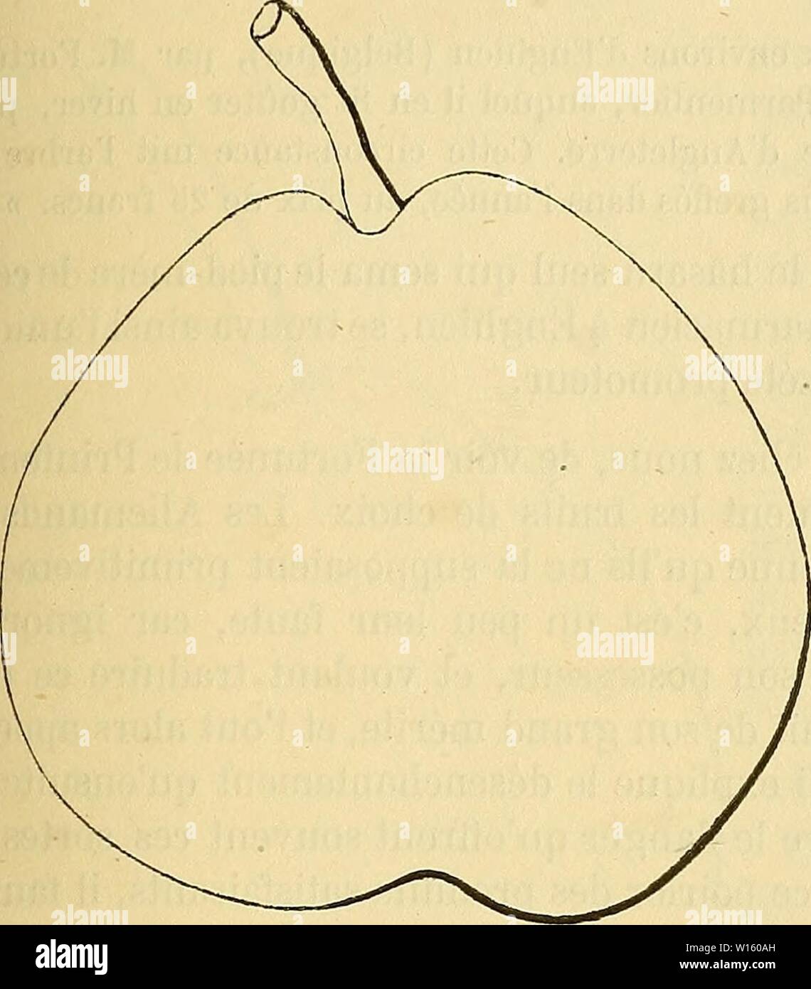 Image d'archive à partir de la page 196 du Dictionnaire de mairie (Kiel) contenant. Dictionnaire de mairie (Kiel) : contenant l'histoire, la description, la figure des fruits anciens et des fruits modernes les plus généralement connus et cultivés . dictionnairedepo002lero Année : 1867 pour [fortunée pri' 189 Feuilles : abondantes, habituellement ovales-allongées sur elliptiques, faiblement relevées en gouttière et contournées, ayant les bords assez profondément dentés, le pétiole et fort peu de temps. Poire fortunée de Printemps. Fertilité. - Extrême. La culture. - Sur le greffe sur franc et sur genévrier commun, mais ce dern Banque D'Images