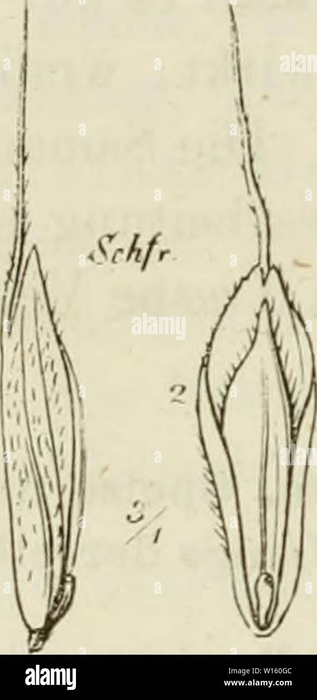 Image d'archive à partir de la page 197 de Deutschlands Gräser und zu. Getreidearten Banque D'Images
