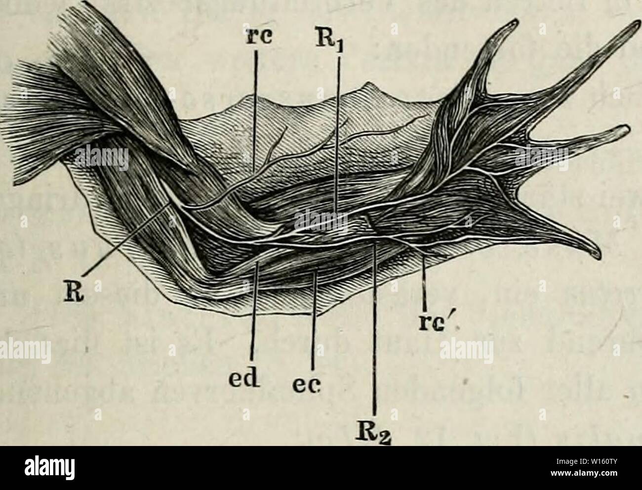 Image d'archive à partir de la page 198 de la soirée des Frosches . Die pot des Frosches : Ein Handbuch, . dieanatomiedesfr64ecke Année : 1864-82. Spinalnerven 41 1. An die einzelnen Banii musculares Tlieile des M. triceps, einen Ramus cutaneus 2. supérieur (Fig. 15 rc) an die Haut der â pj Ig lateralen Seite des Ober- und Vorderarms d'armes. Nach dieser Aeste Abgabe der sich senkt Stamm des N. radial dans die Tiefe unter die des UrsprÃ¼nge M. muscle extenseur ulnaris und 31. digitorwm com- munis, giebt 3. Aeste an die muskeln Streck- der Hand und der sich dann und doigt theilt dans die beiden En Banque D'Images