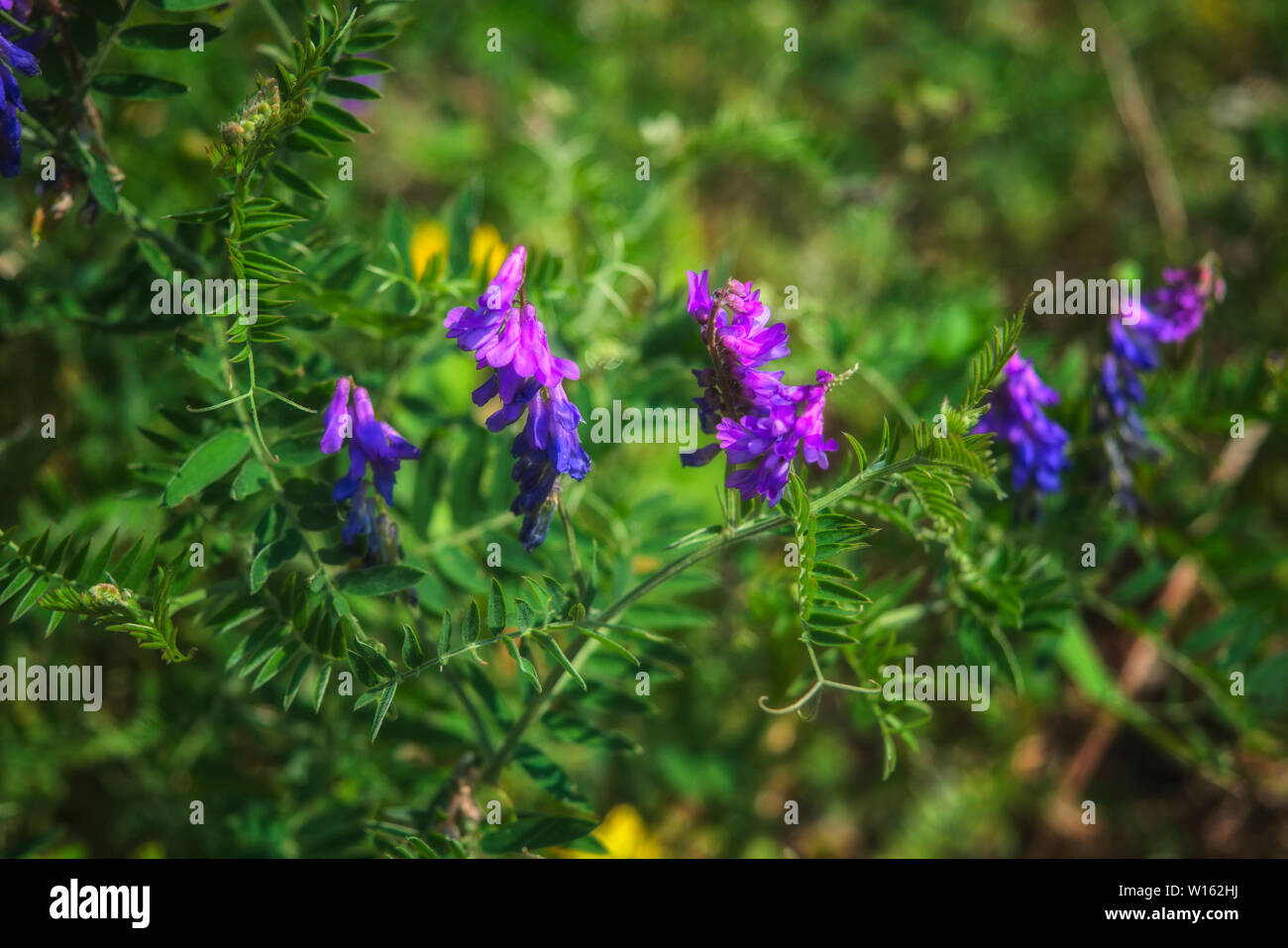 Vicia cracca fleurs en été. Souris pois fleurs ou Vicia cracca ou oiseau, bleu ou vesce boréale. Banque D'Images