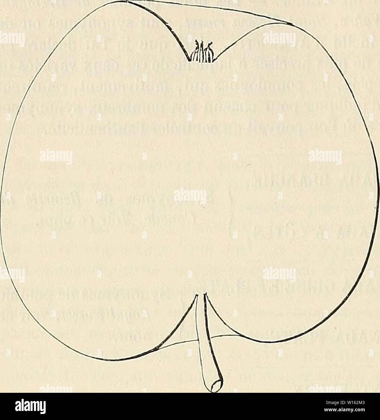 Image d'archive à partir de la page 205 du Dictionnaire de mairie (Kiel) contenant. Dictionnaire de mairie (Kiel) : contenant l'histoire, la description, la figure des fruits anciens et des fruits modernes les plus gÃnÃralement . dictionnairedepo cultivÃs connus et004lero Année : 1867 642 REI [voiture] allongÃes reinette ou arrondies. Â Coussinets : aplatis. - Yeux petits ou moyens, arrondis, faiblement cotonneux, collÃs in part sur l'Ãcorce. Â Feuilles : petites, ovales ou arrondies, courtement, acuminÃes profondÃment dentÃes et avions. - PÃtiole : long, menu, souple, Pomme Reinette des Carmes. Type de Premier ministre. Banque D'Images