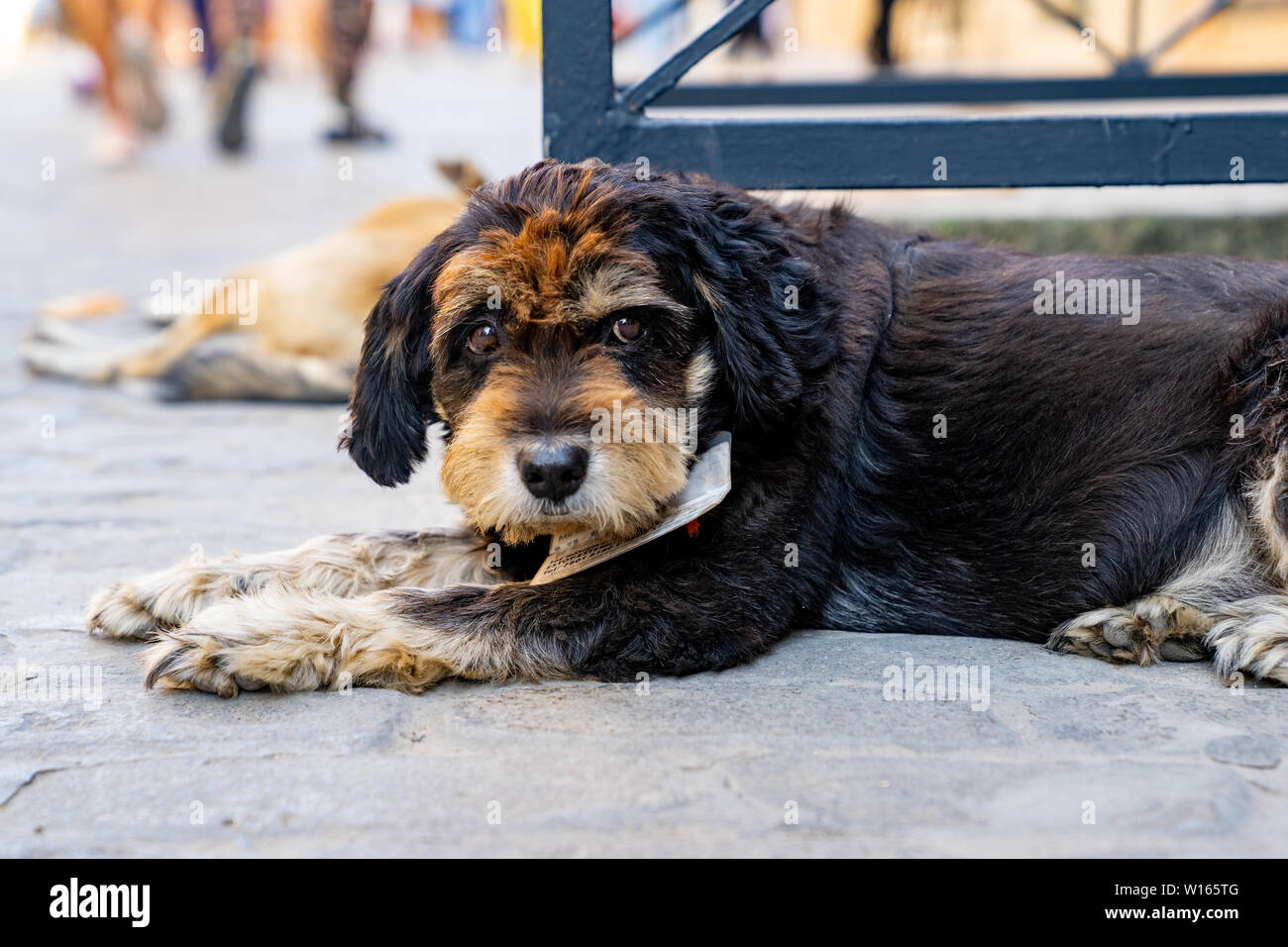 Les chiens de rue de La Havane, Cuba. Banque D'Images