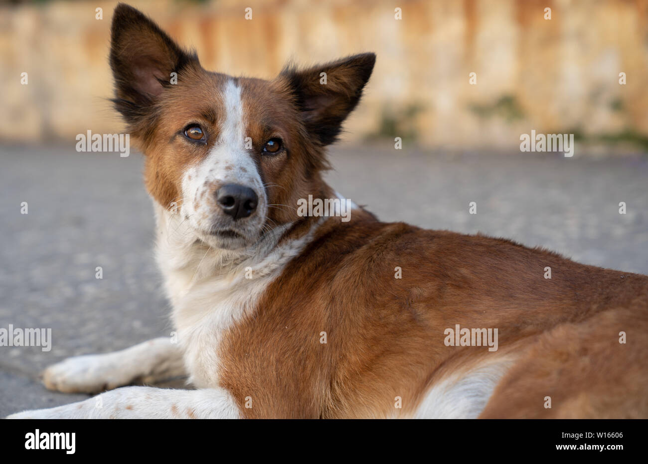 Les chiens de rue de La Havane, Cuba. Banque D'Images